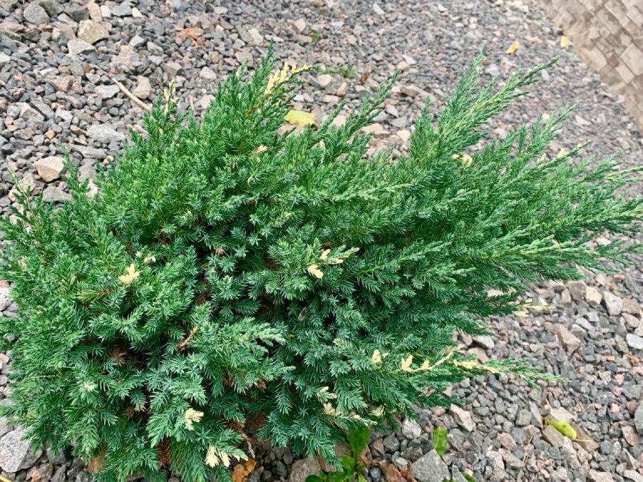 Можжевельник Juniperus monosperma