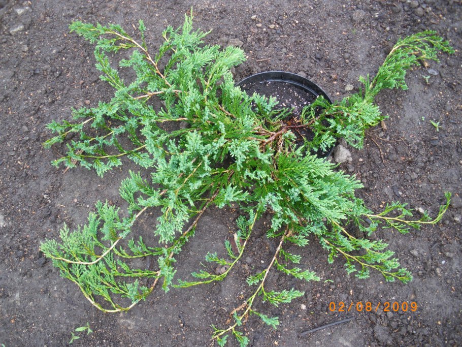 Можжевельник горизонтальный Джейд Ривер