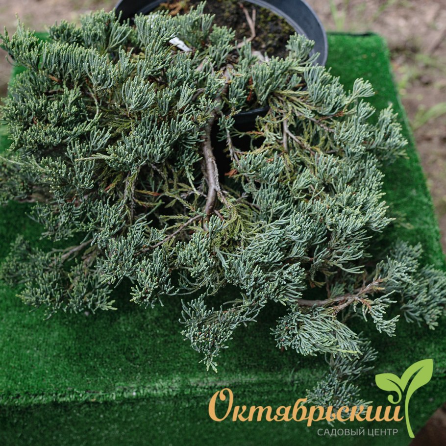 Можжевельник Блю чип