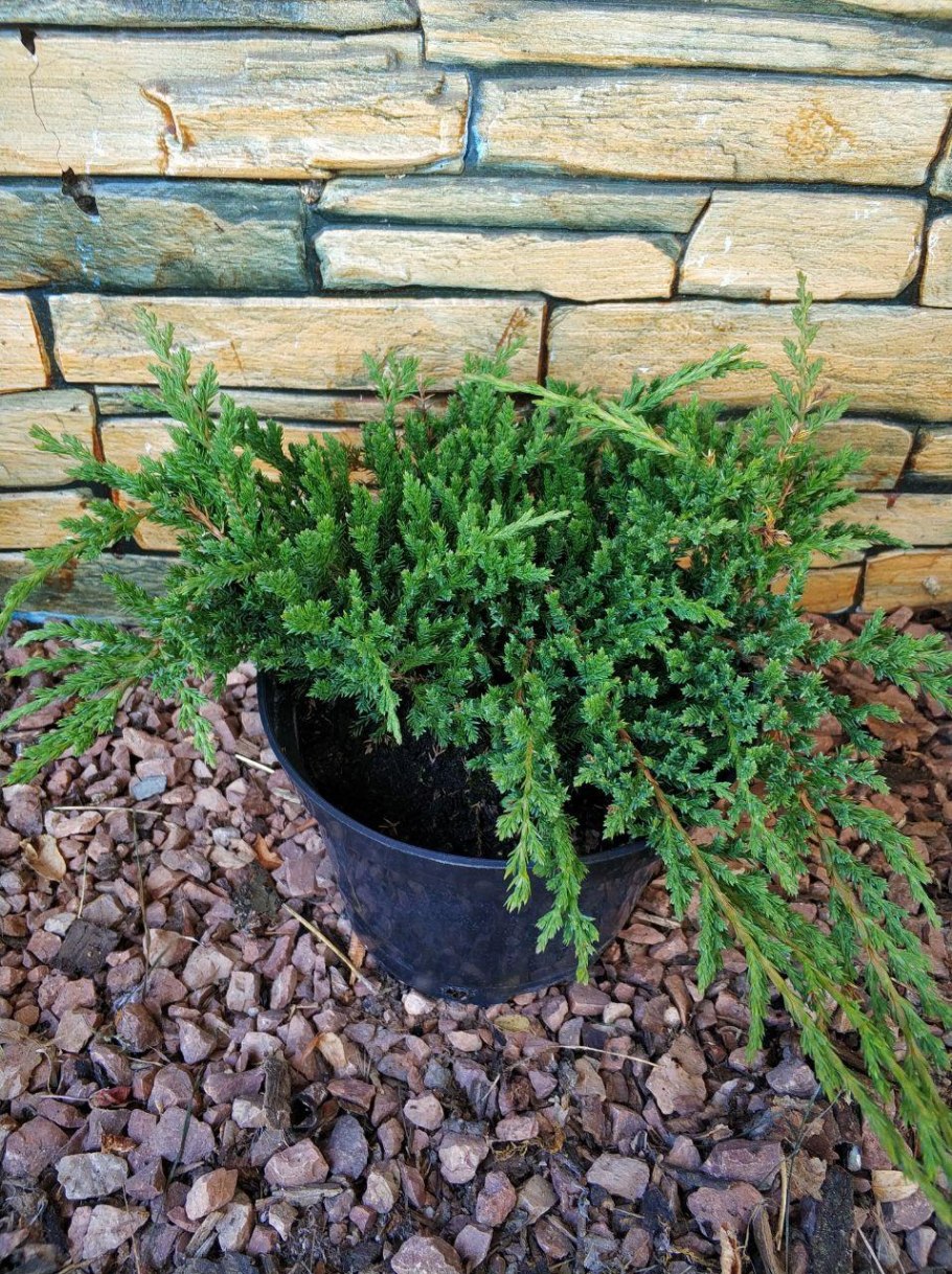 Блю чип можжевельник рокарий