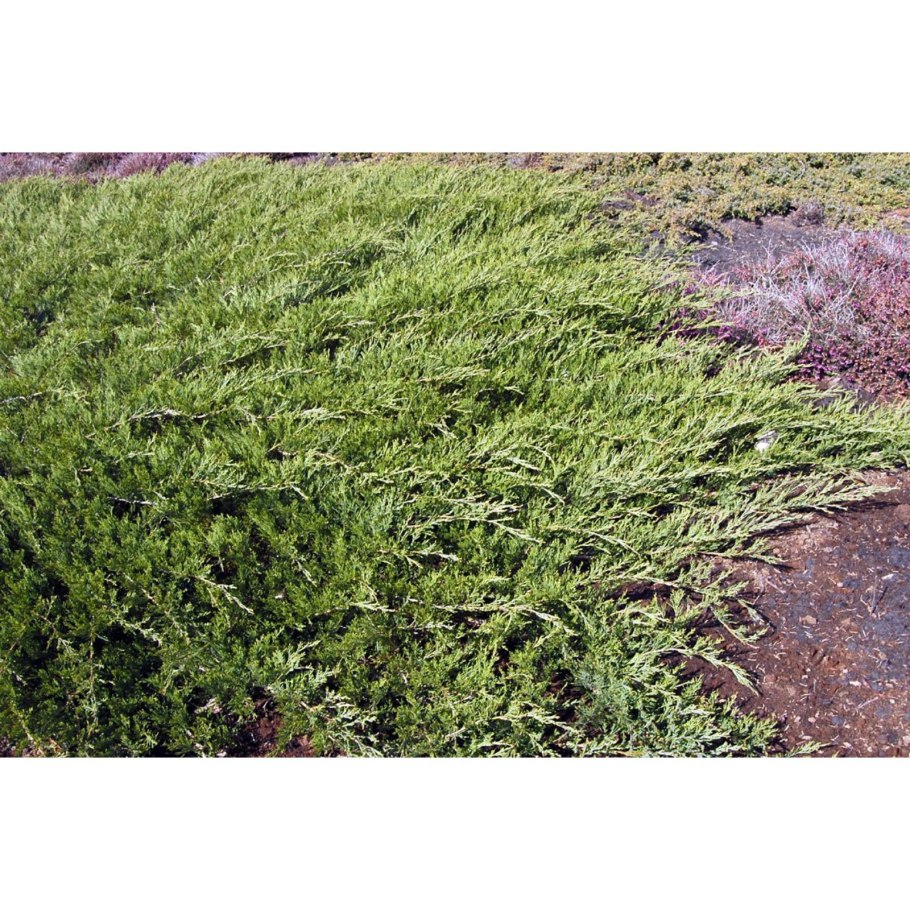 Можжевельник Блю чип