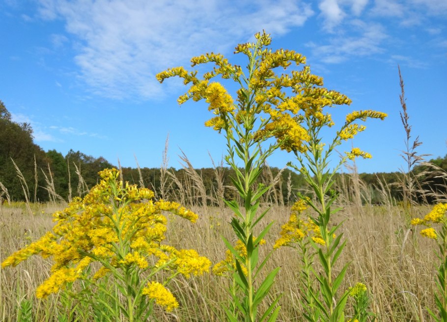 Солидаго Голден Дварф