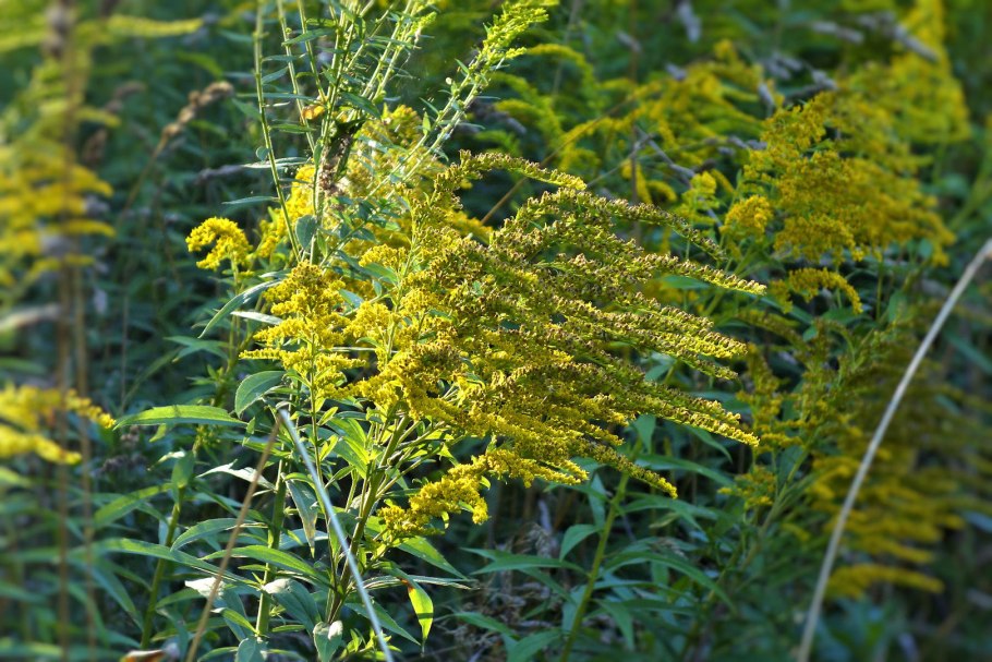 Гигантский и канадский золотарники
