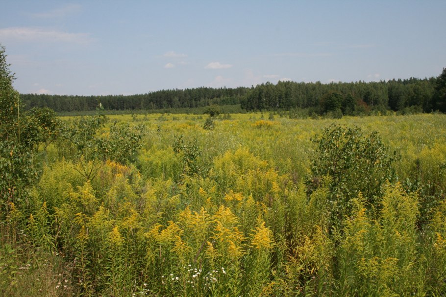 Золотарник канадский (солидаго)