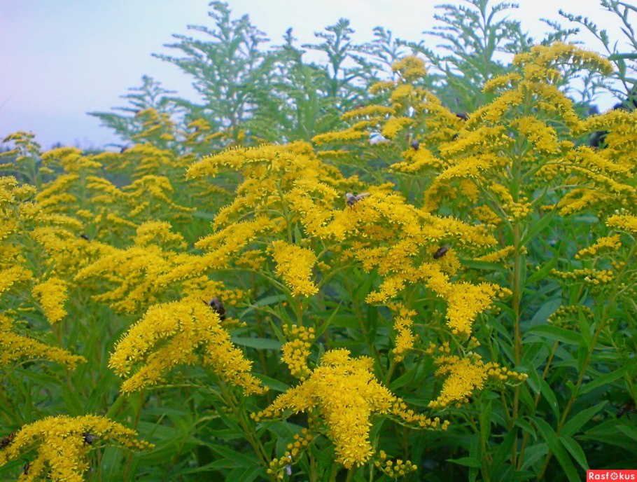 Rockey Goldenrod
