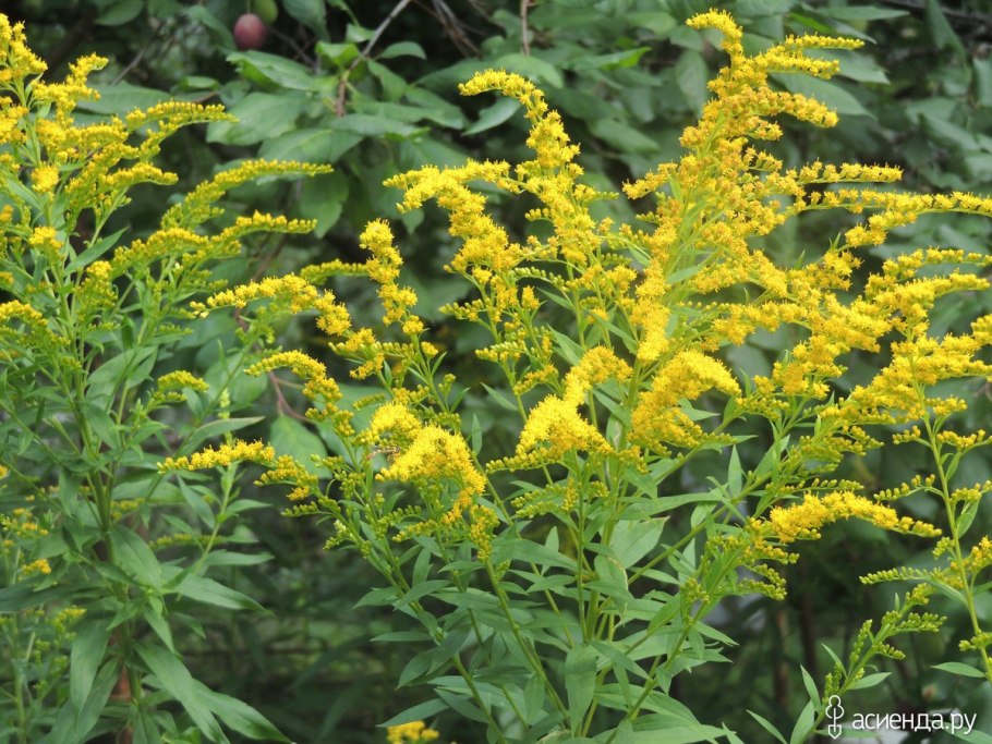 Солидаго Голд Глори