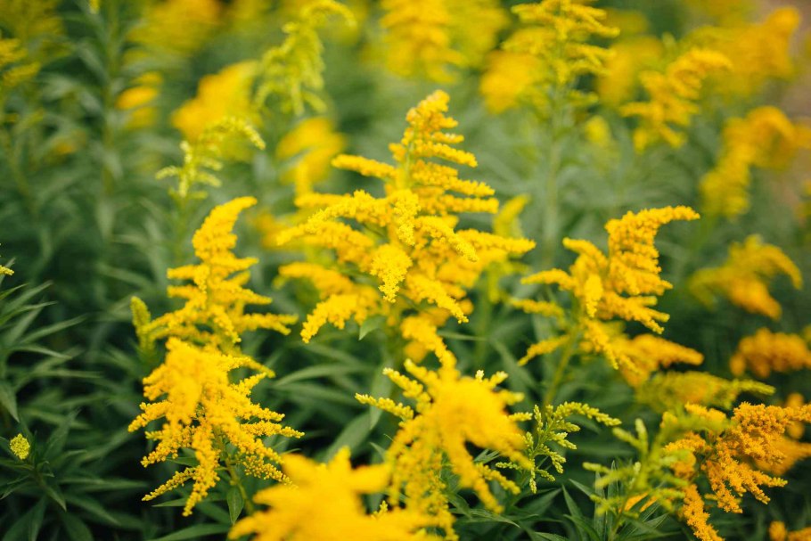 Золотарник канадский (Solidago canadensis)