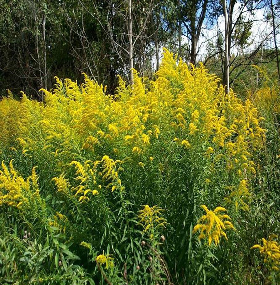 Золотарник канадский (Solidago canadensis)