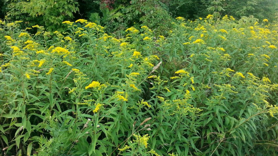 Золотарник Северная Мимоза