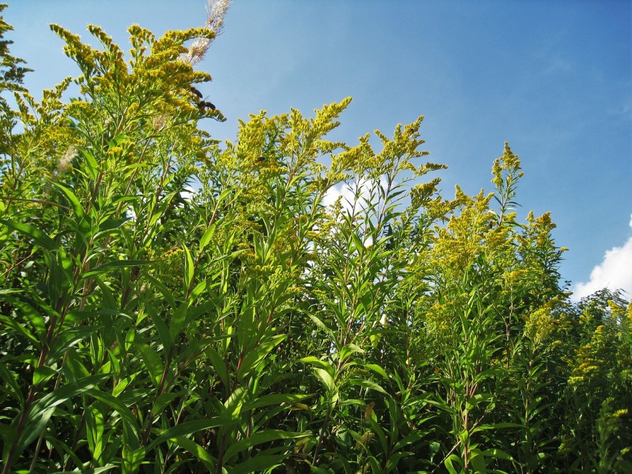 Золотарник канадский (Solidago canadensis)