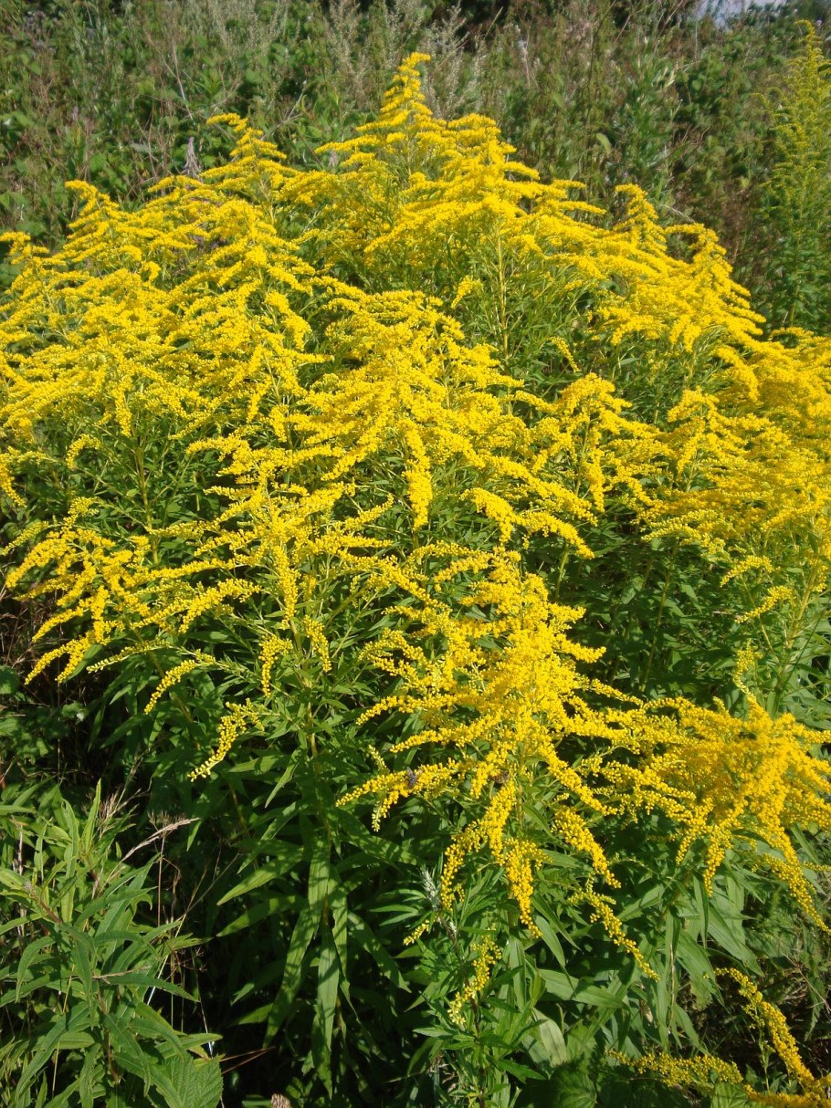 Золотарник канадский (Solidago canadensis)