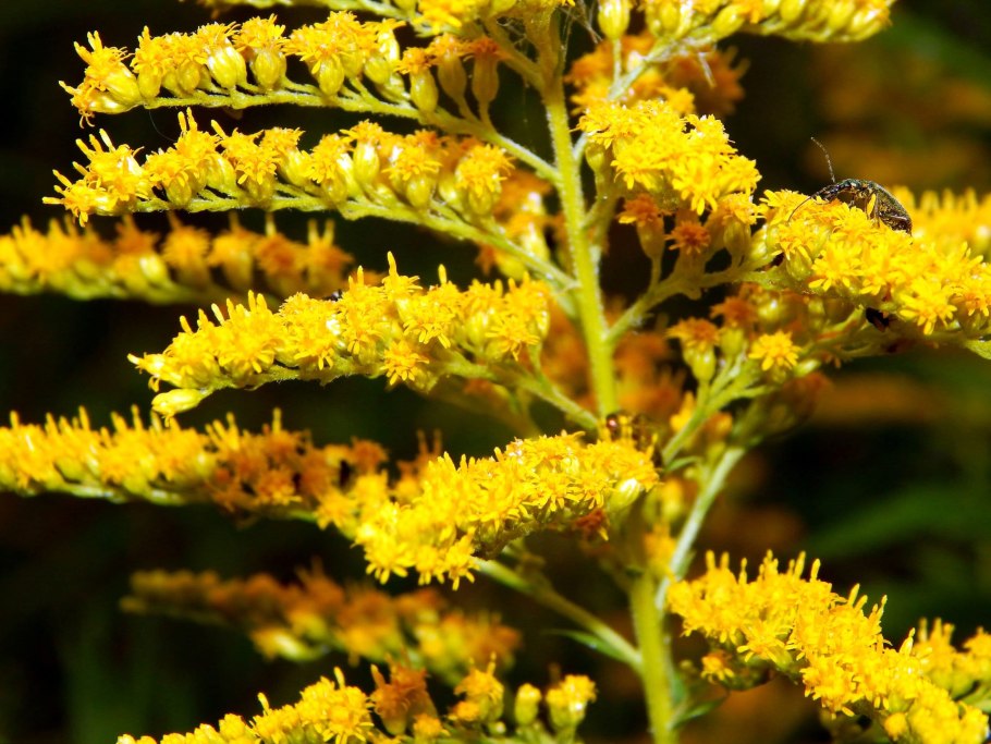 Золотарник (Solidago) Goldkind