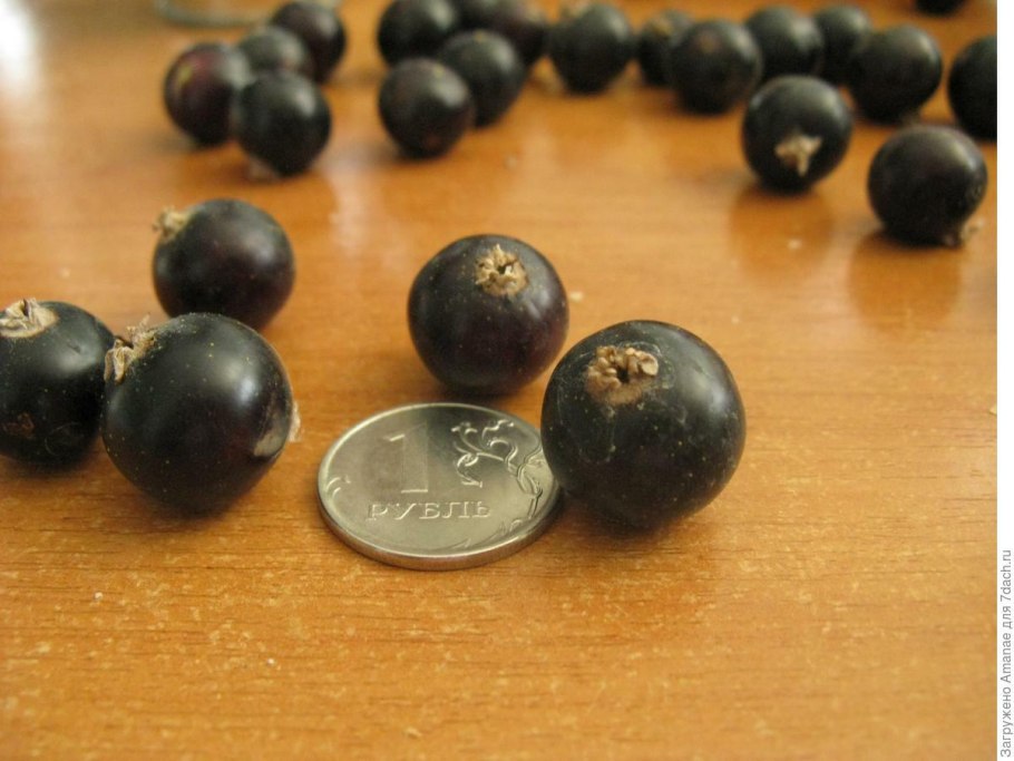 Смородина чёрная Тсема