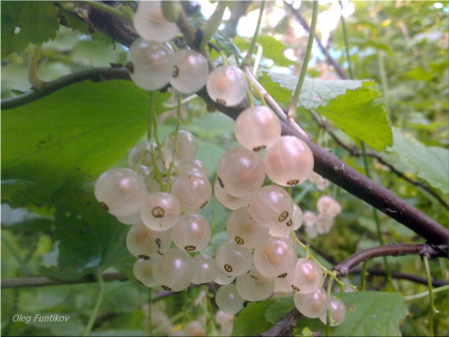 Смородина черный жемчуг