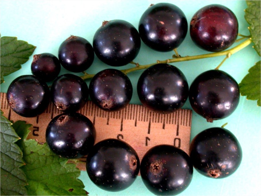 Черная смородина память Вавилова