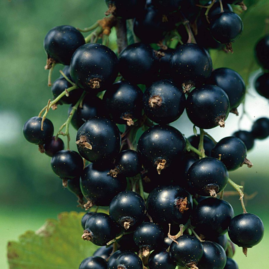 Смородина черная сорта 6-12-221