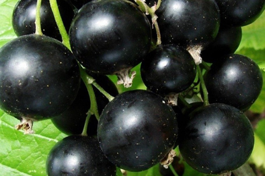 Смородина Версальская