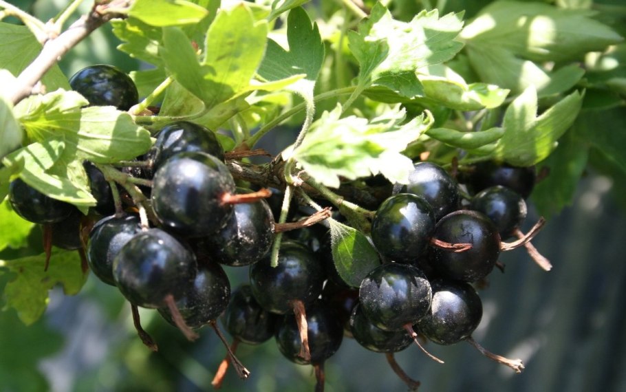 Сорт черной смородины Валовая