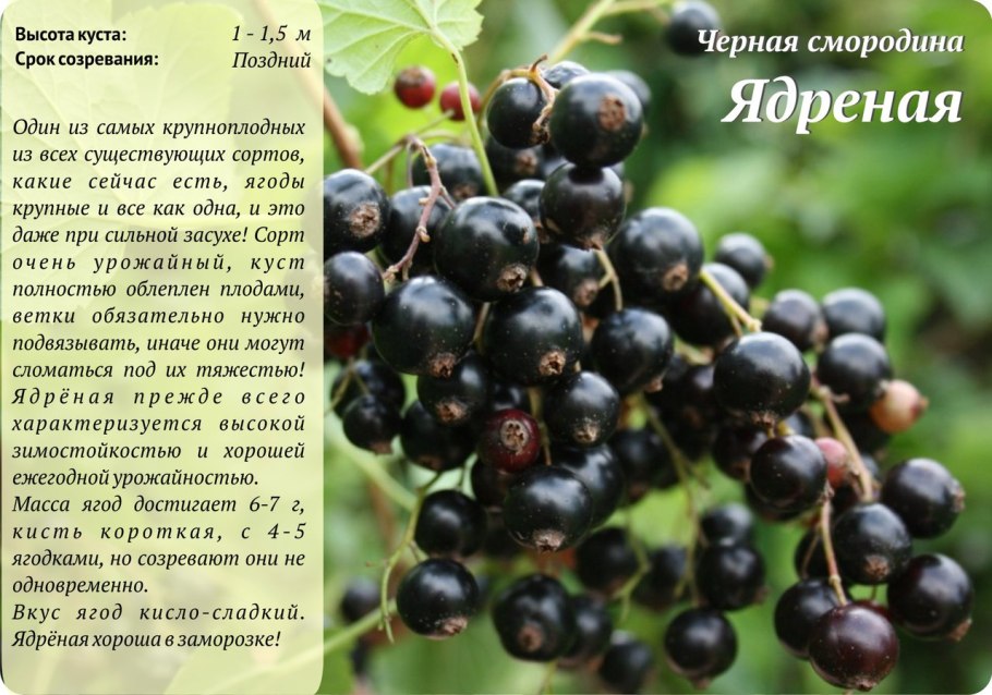 Смородина черная крупная