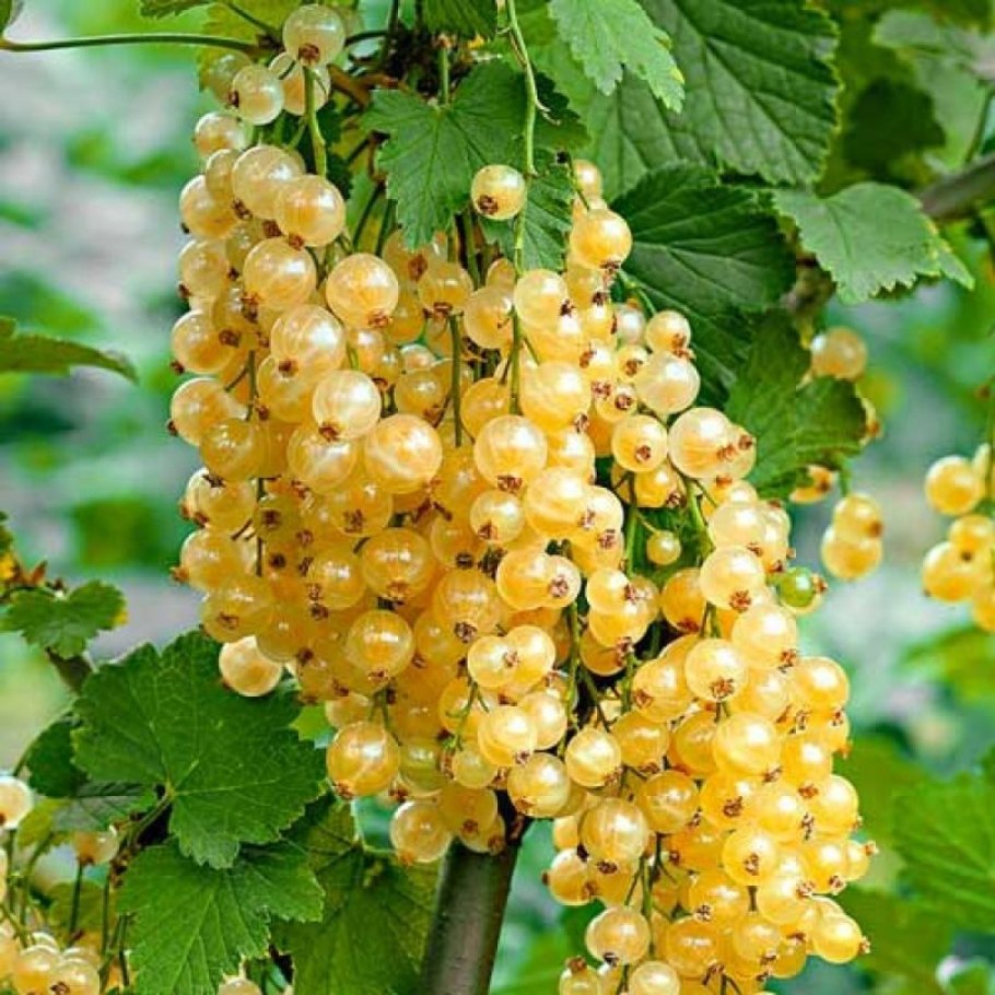 Смородина Детскосельская