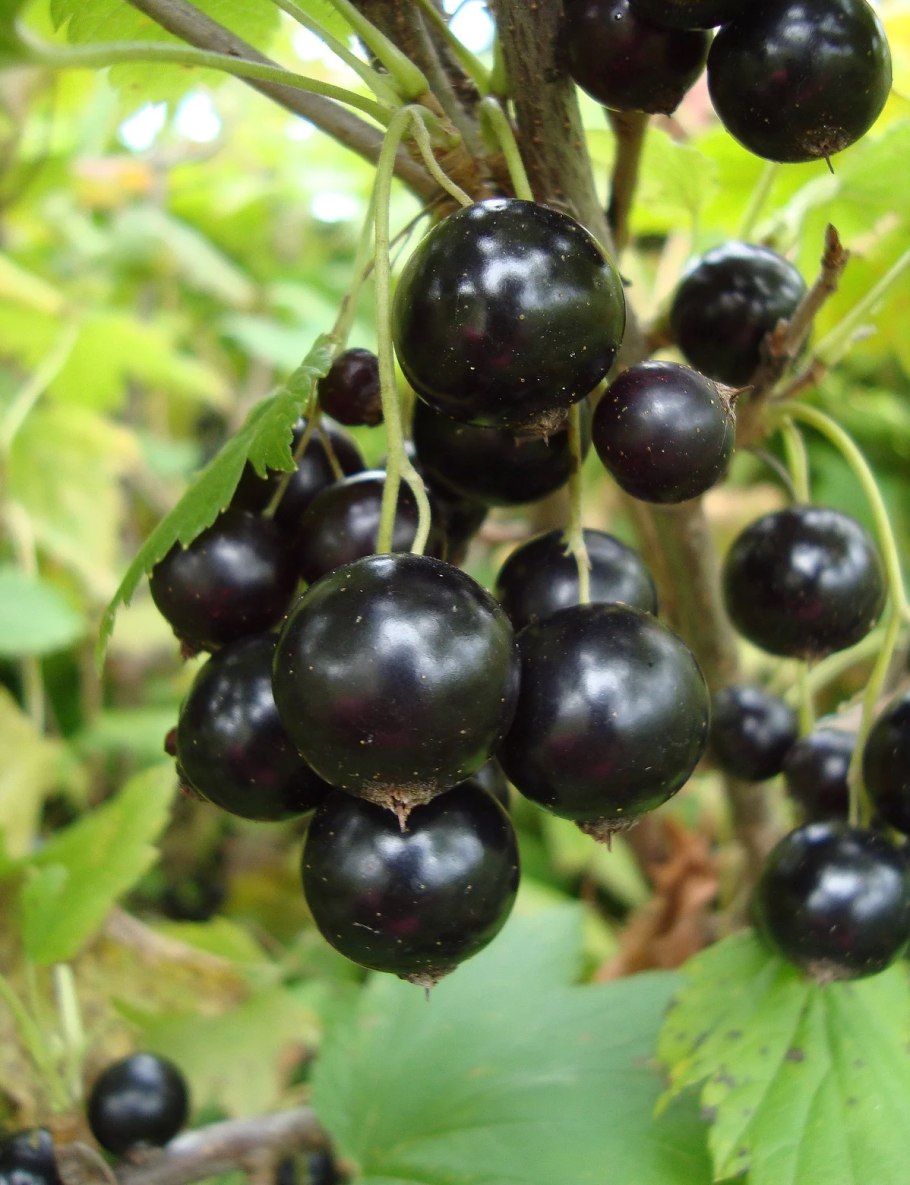 Черная смородина черная Жемчужина