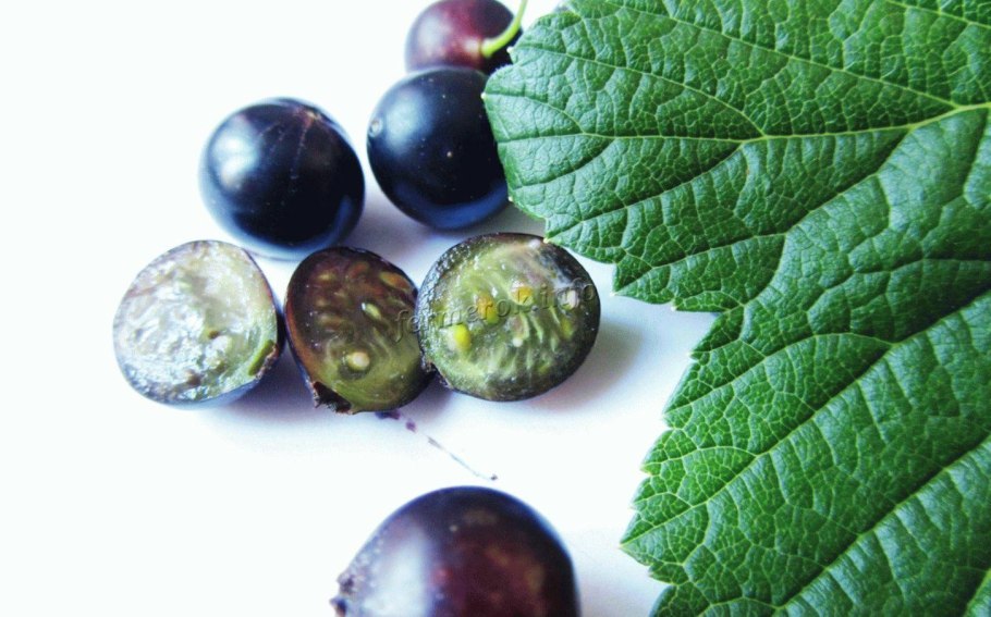 Смородина черная Дачница