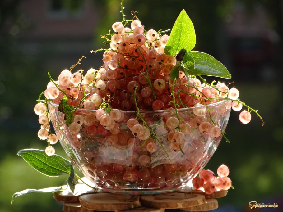 Смородина Литвиновская