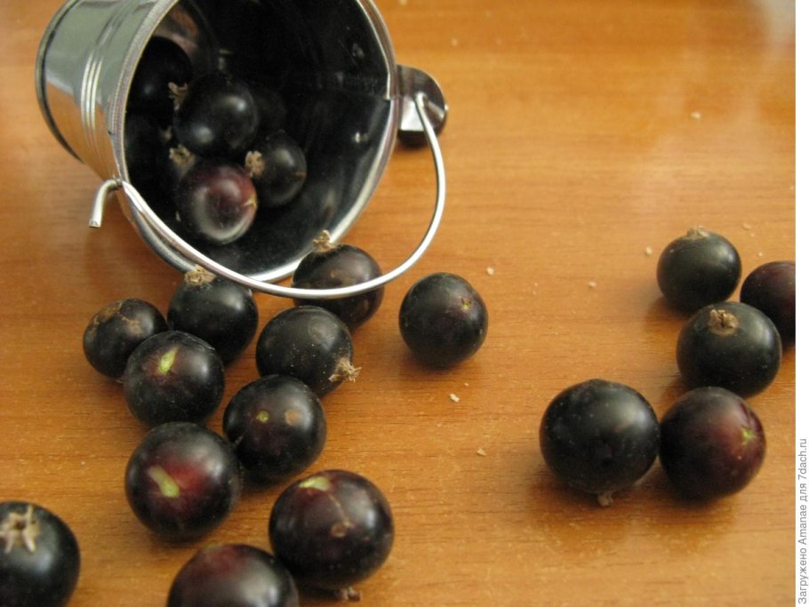 Смородина черная зеленая дымка