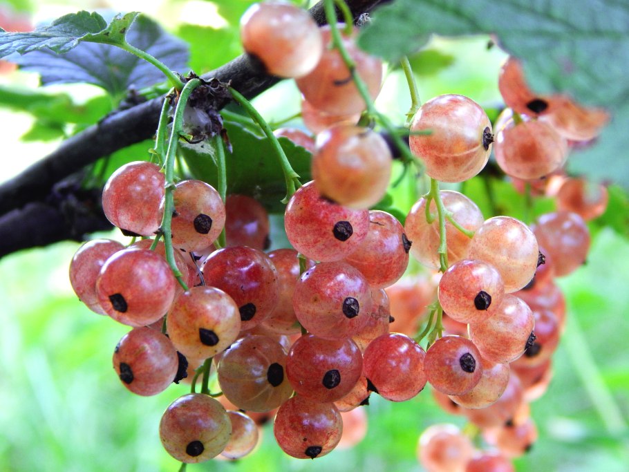 Черная смородина Рубен