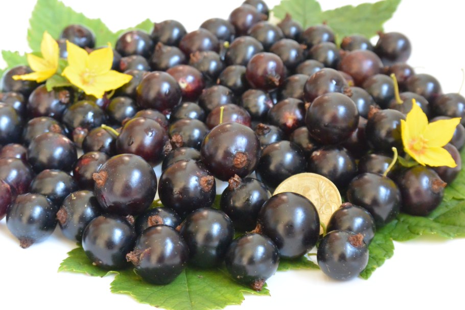 Смородина черная (ribes nigrum l.)