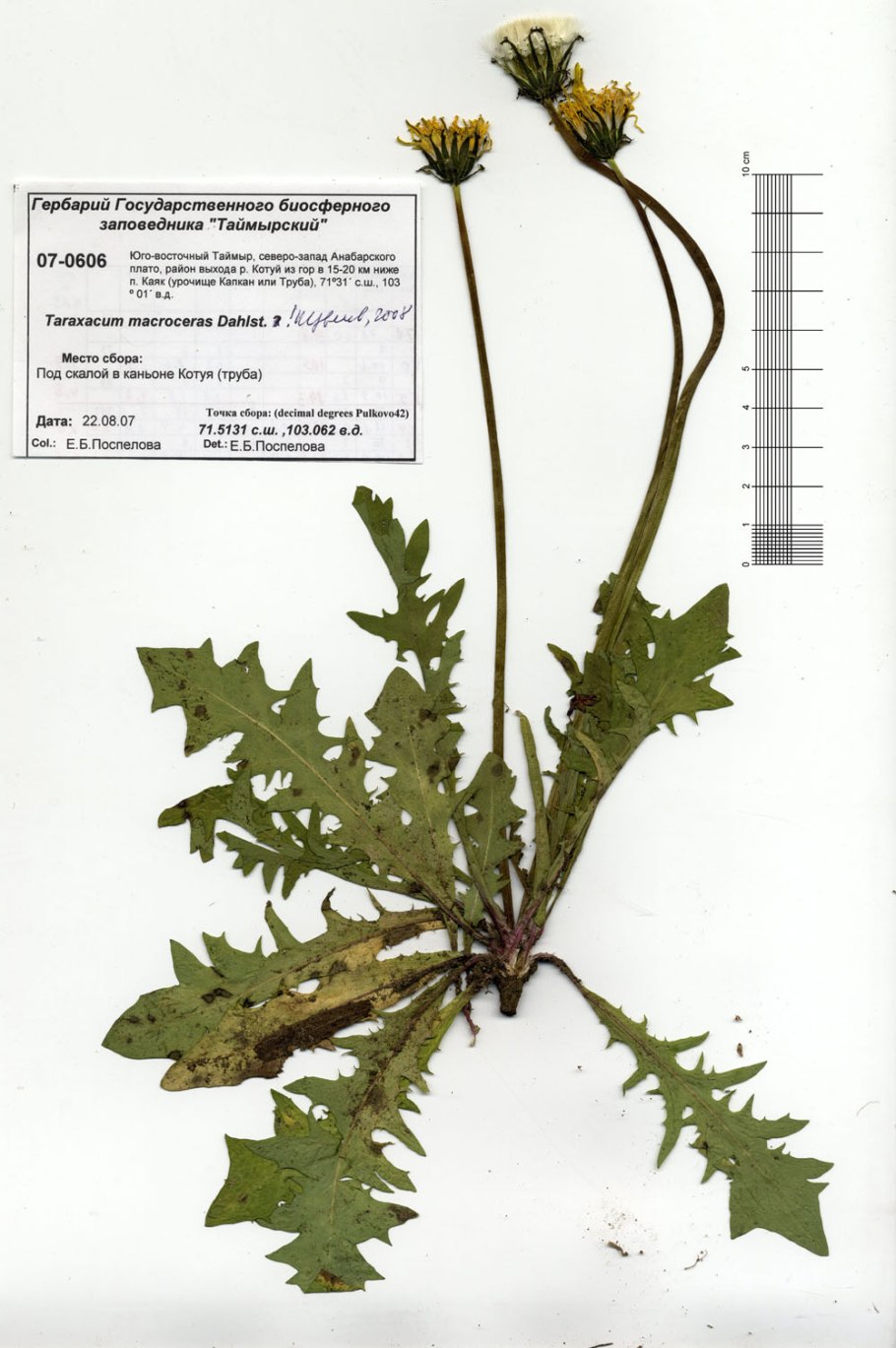 Taraxacum officinale Ботанический рисунок