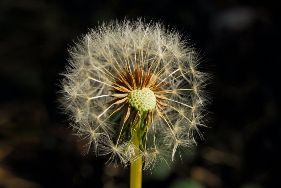 Одуванчик Крым сагыз