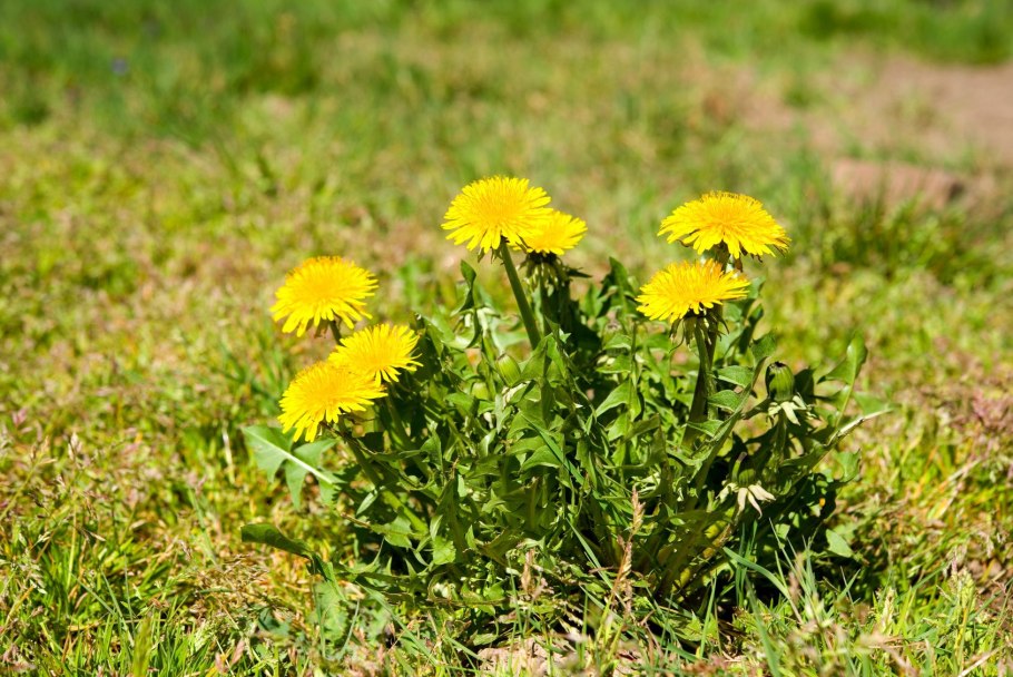 Одуванчик лекарственный (Taráxacum officinále)