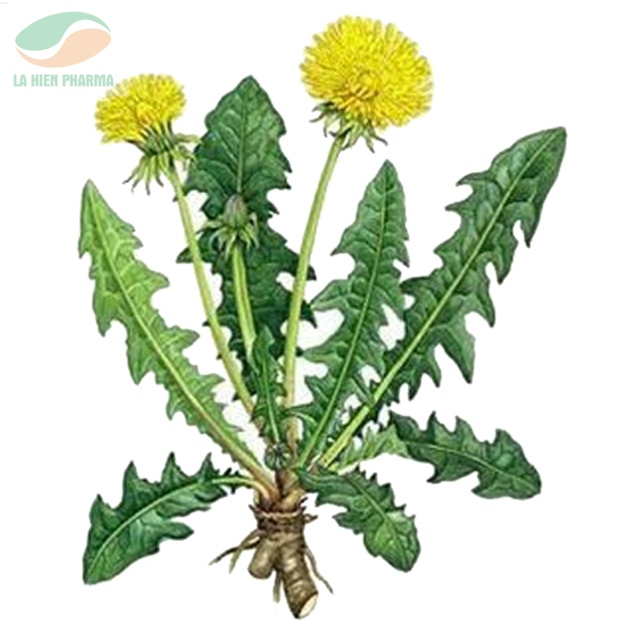 Одуванчик лекарственный taraxacum officinale