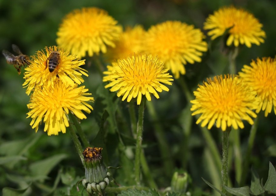Taraxacum officinale гербарий