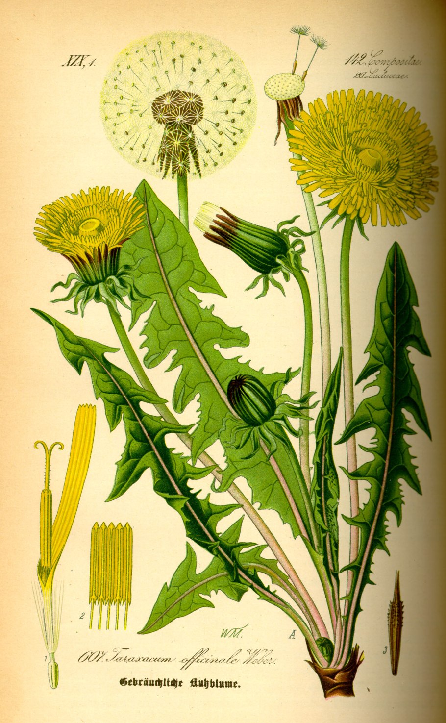 Одуванчик лекарственный- Taraxacum officinale web.
