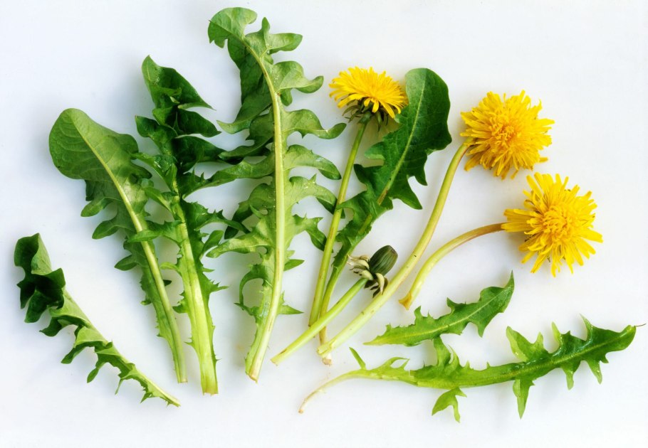 Одуванчик лекарственный – Taraxacum officinale