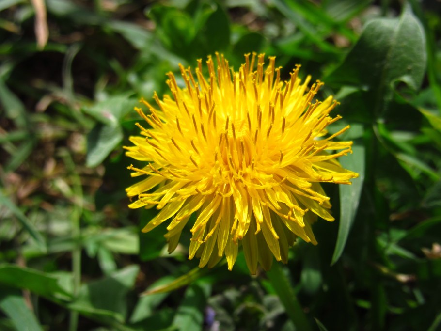 Taraxacum hyparcticum