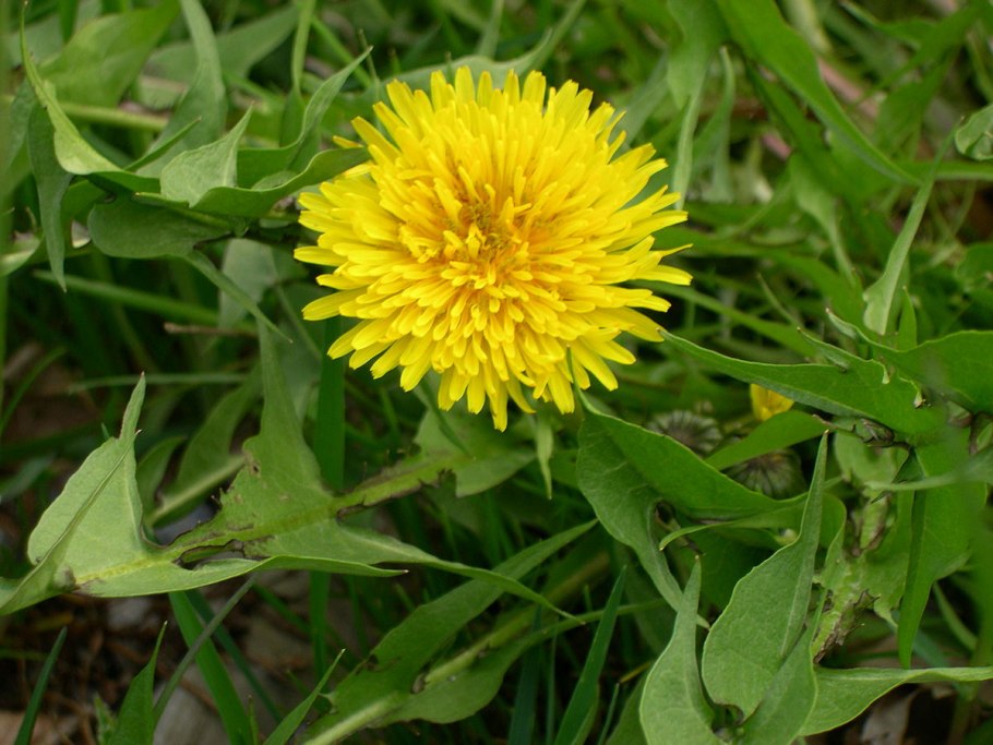 Одуванчик лекарственный – Taraxacum officinale