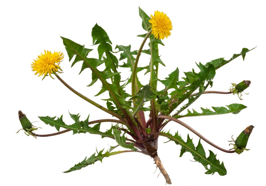 Taraxacum officinale лист