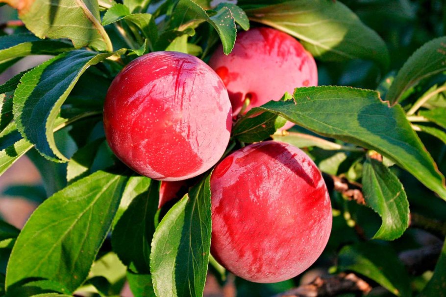 Слива Red Plum