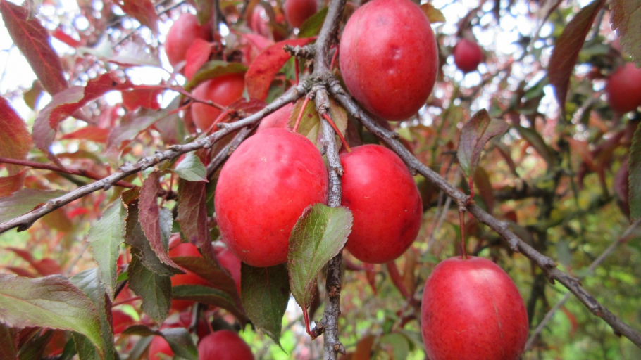 Слива сорт Fresh Plums