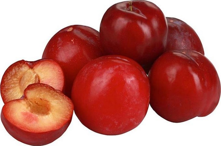 Слива красная сорта