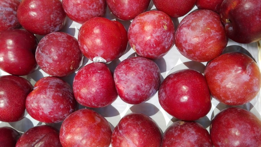 Сливы сорта Мирабель