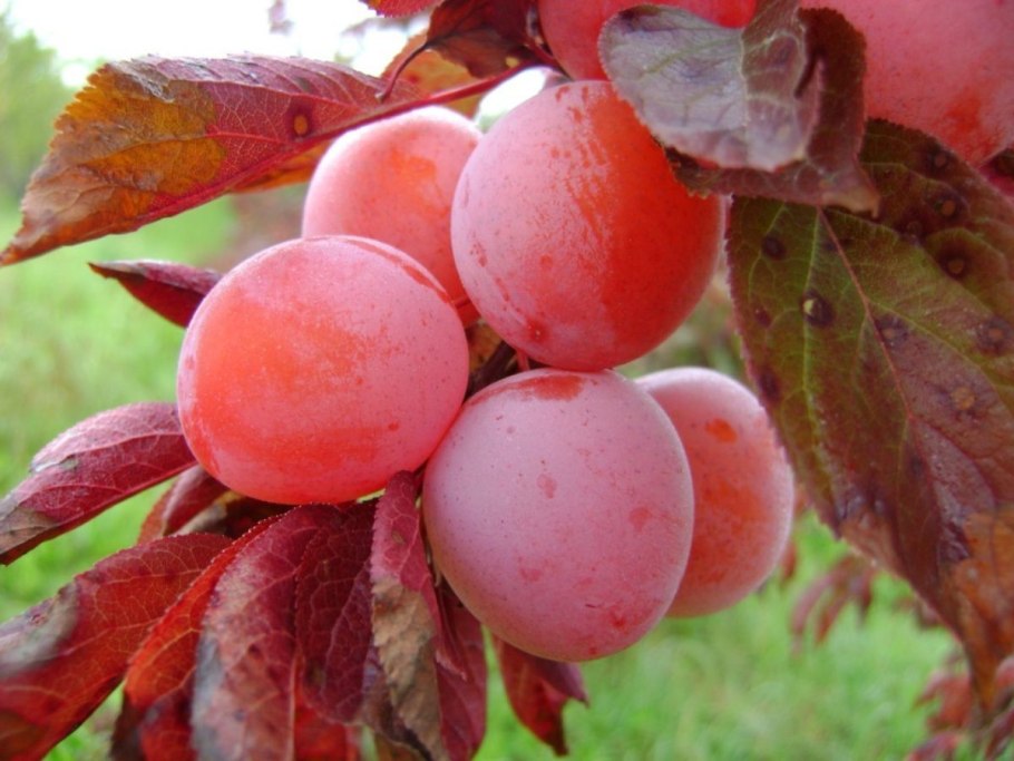 Слива китайская красный шар