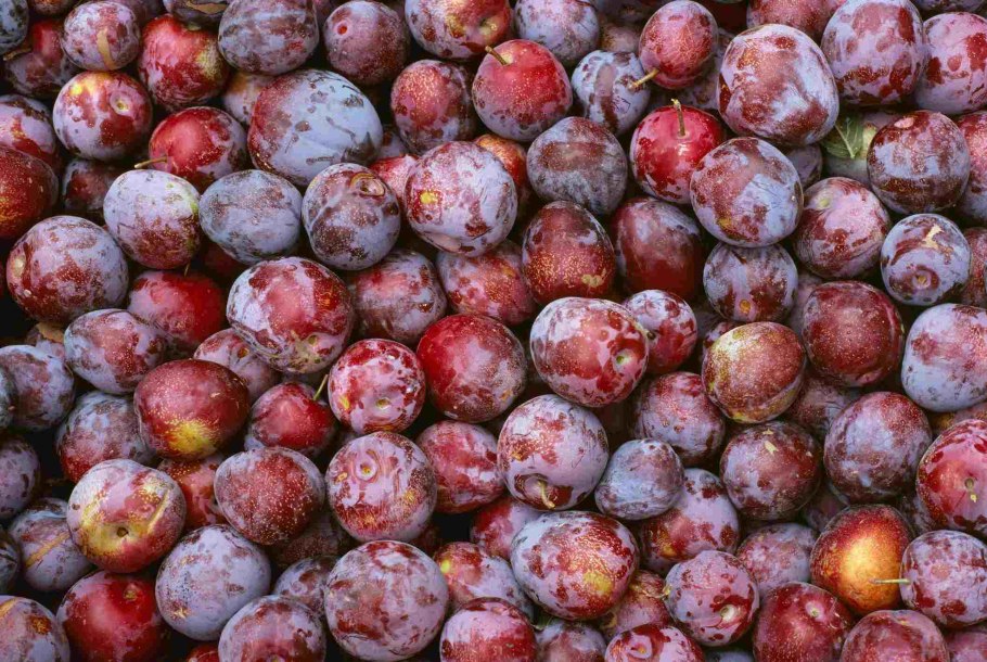 Сливы красные польза