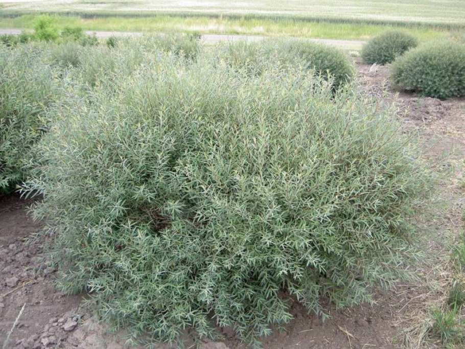 Ива пурпурная Грацилис Нана