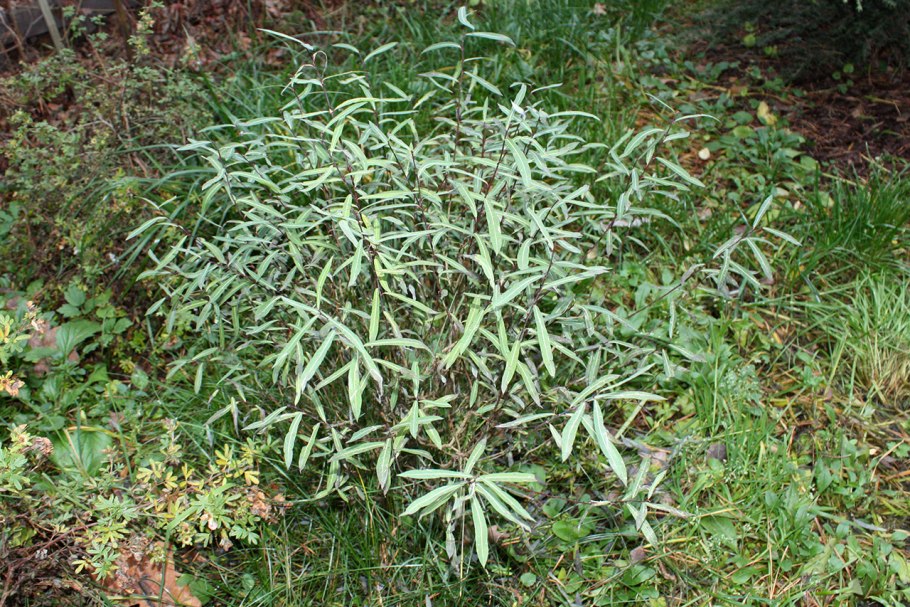 Ива пурпурная Salix purpurea Nana