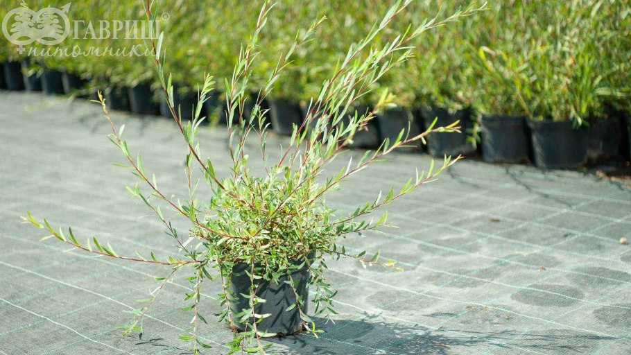 Ива пурпурная Грацилис Нана