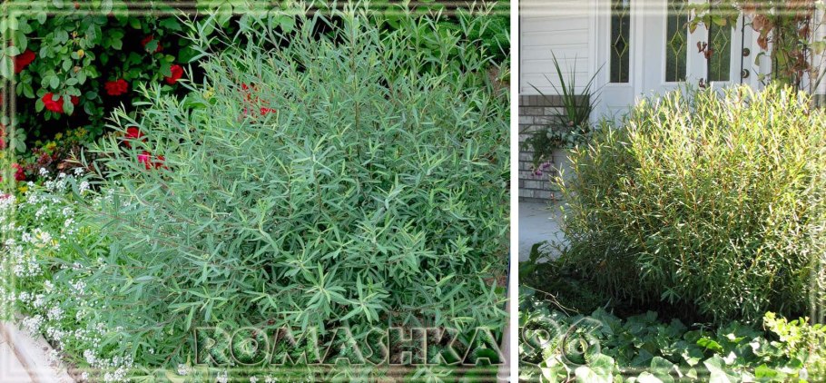 Ива ломкая шаровидная